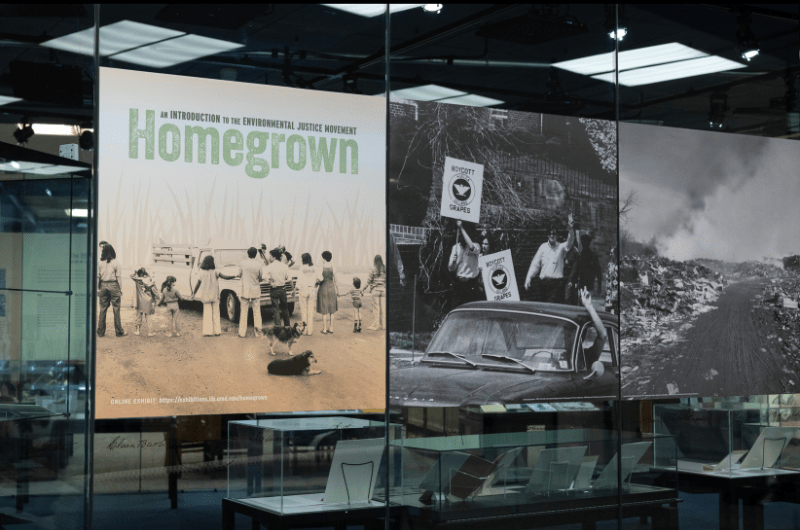 Homegrown exhibition photo