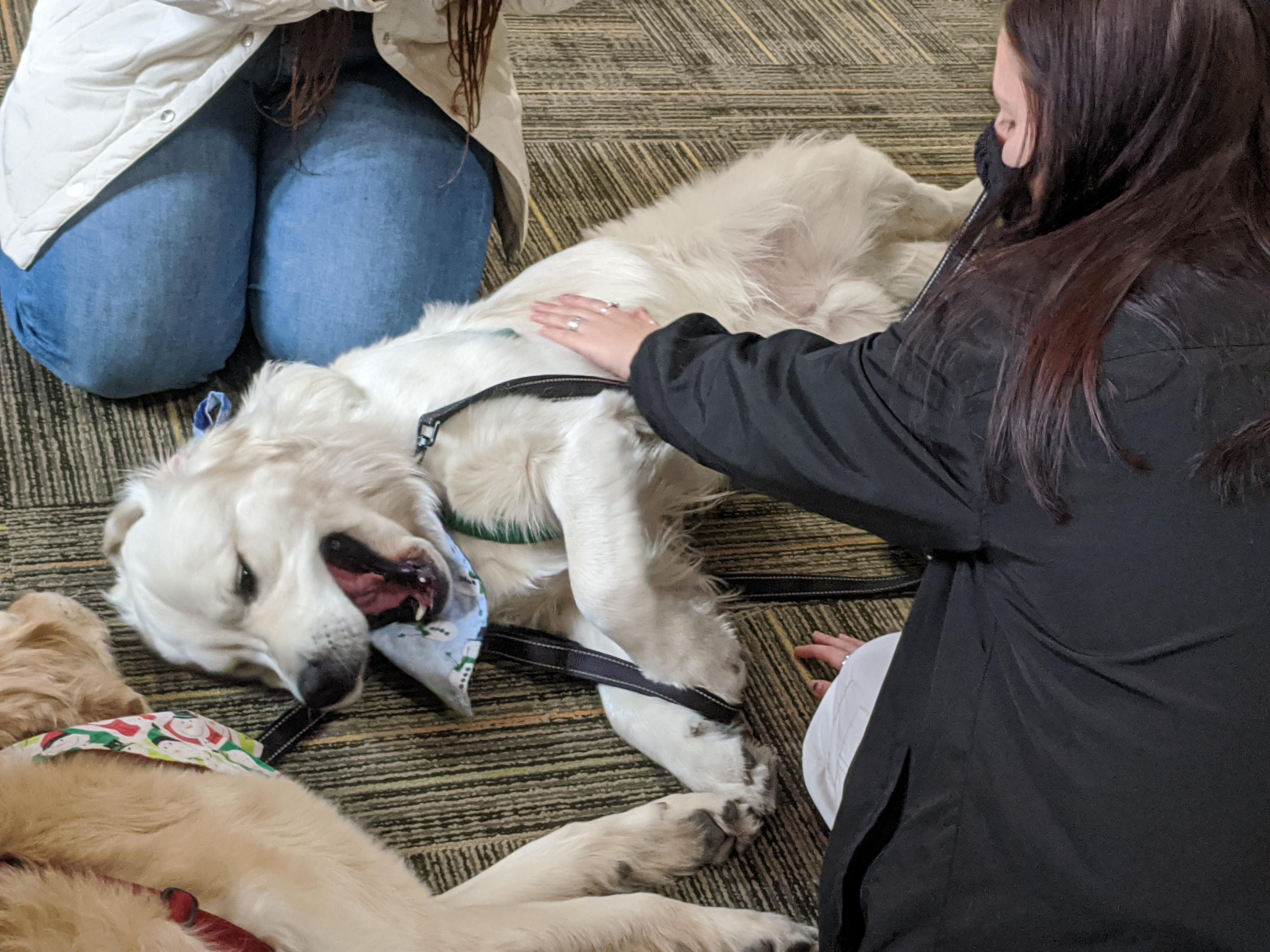 People gathered around petting a dog with a happy expression