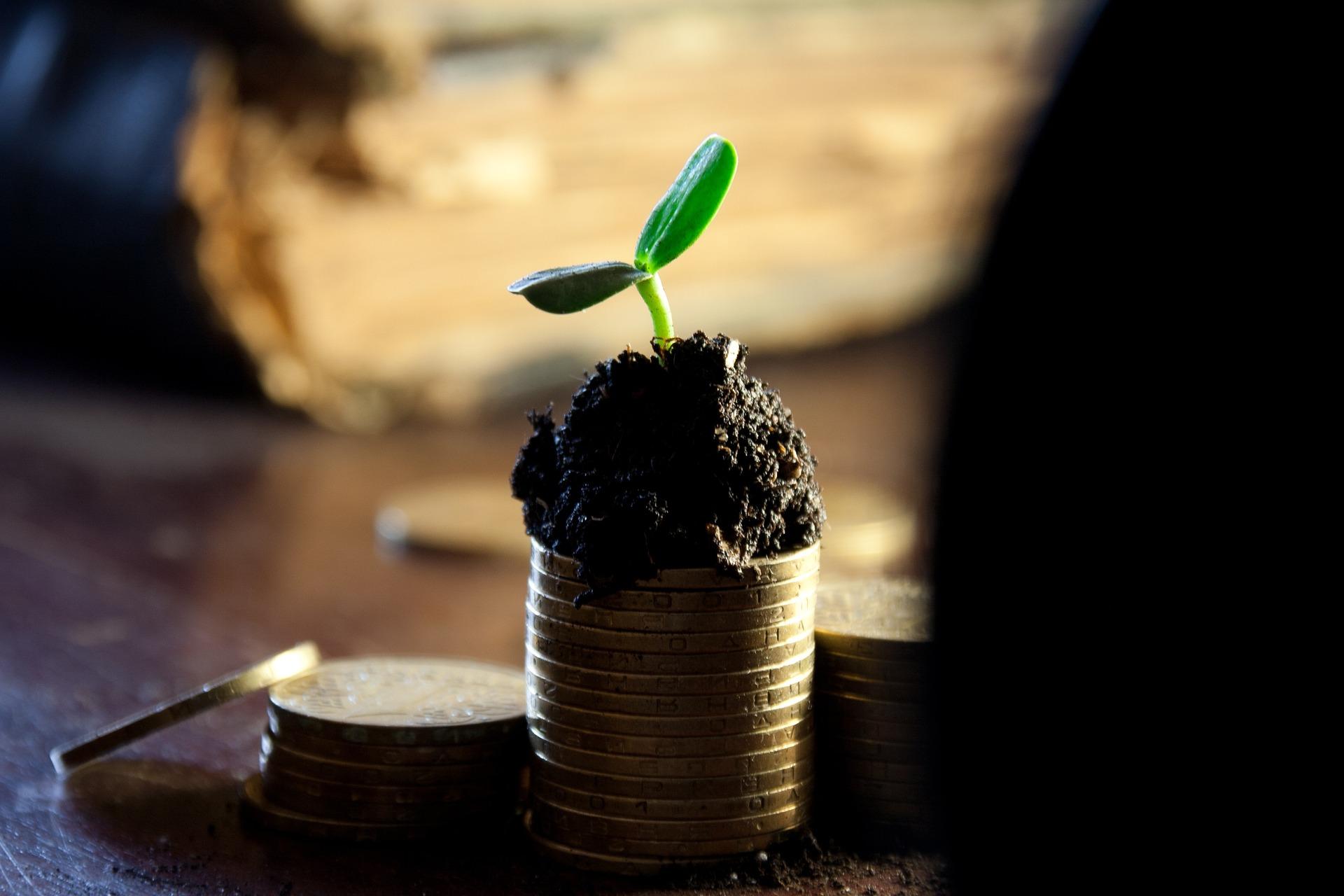 a photograph of a stack of coins topped with a plant sprouting from a small pile of dirt